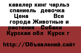  кавалер кинг чарльз спаниель -девочка › Цена ­ 45 000 - Все города Животные и растения » Собаки   . Курская обл.,Курск г.